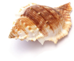 sea shell